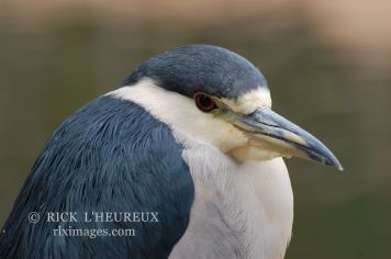 Blue Beak